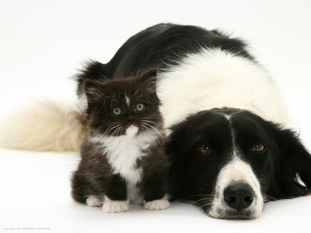 border collie kitty cute pics
