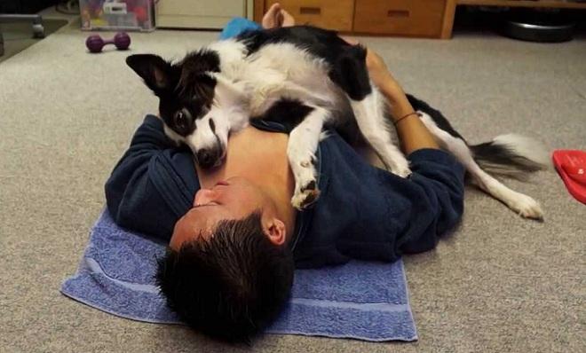 border collie love