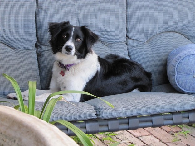 border collie on couch