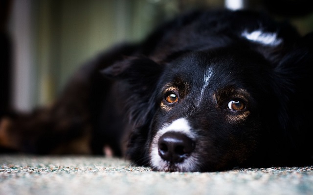 border collie sad face photo pics