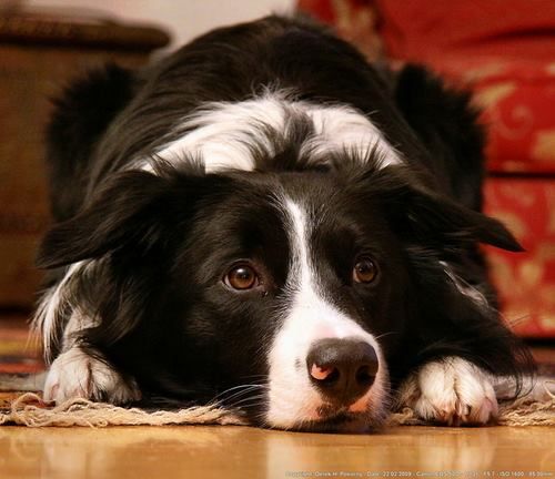 border collie waiting