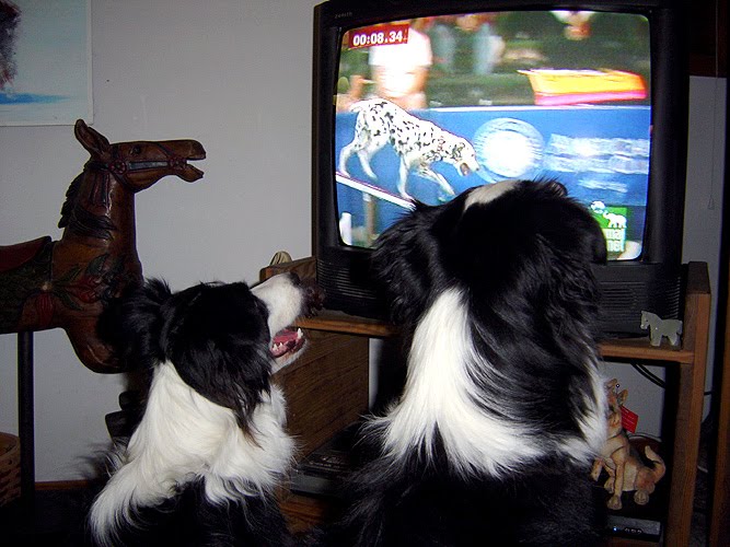 border collie watch tv