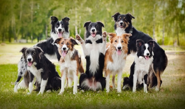 18 Ways Having A Border Collie Ruins You For Life 4