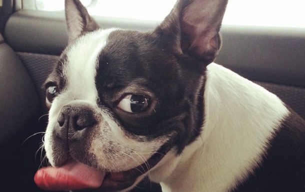 18 Things All Boston Terrier Owners Must Never