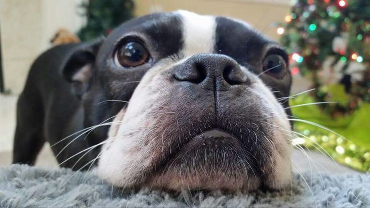 boston-terrier-nose