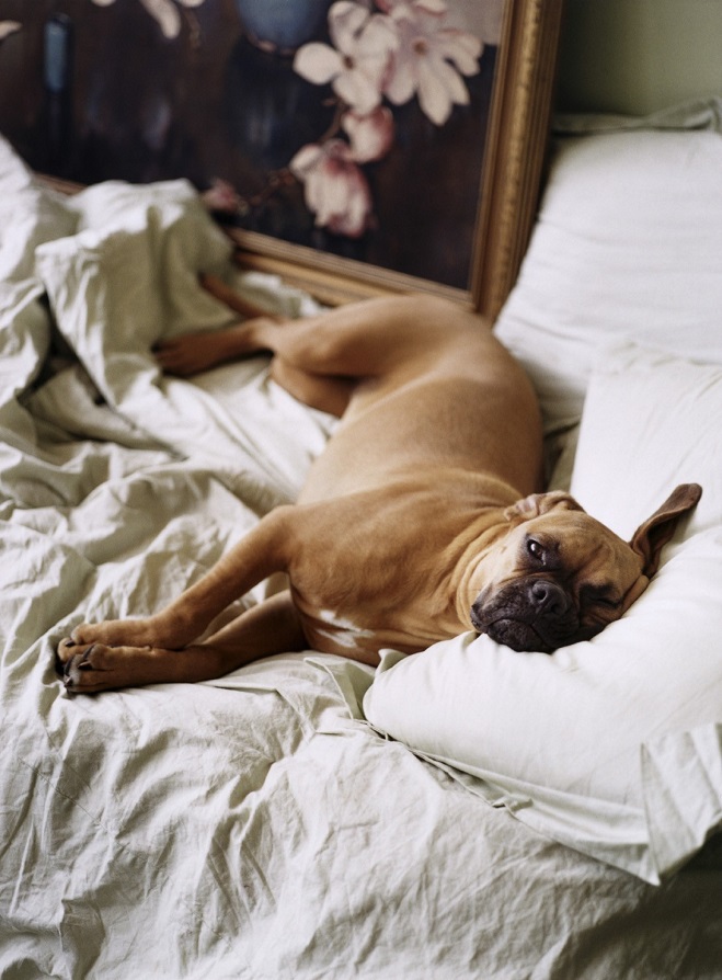 12 Realities That New Boxer Owners Must Accept 1 boxer dog bed sleep
