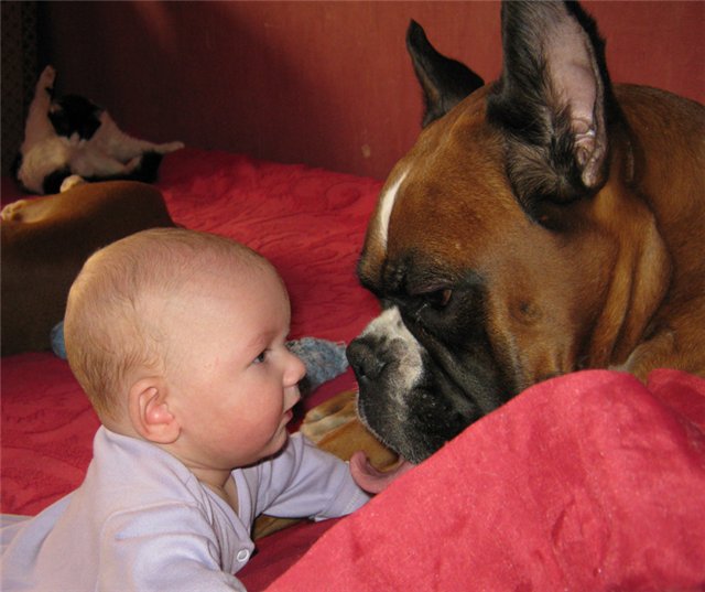 boxer dog little kid tongue