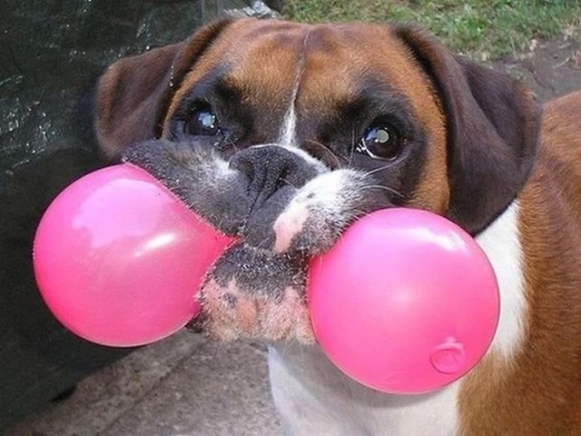 boxer dog play baloon