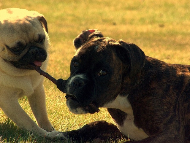 boxer dog pug playing