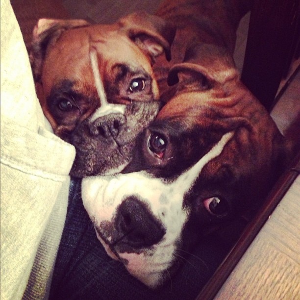 boxer dogs faces begging