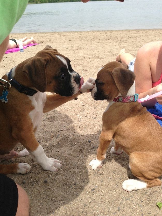 boxer dogs mother puppy