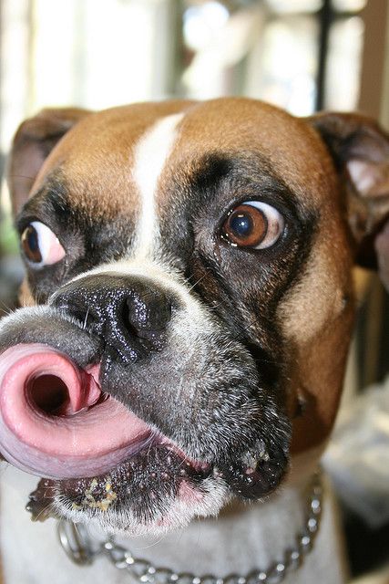 12 Realities That New Boxer Owners Must Accept 11 boxer eyes tongue funny