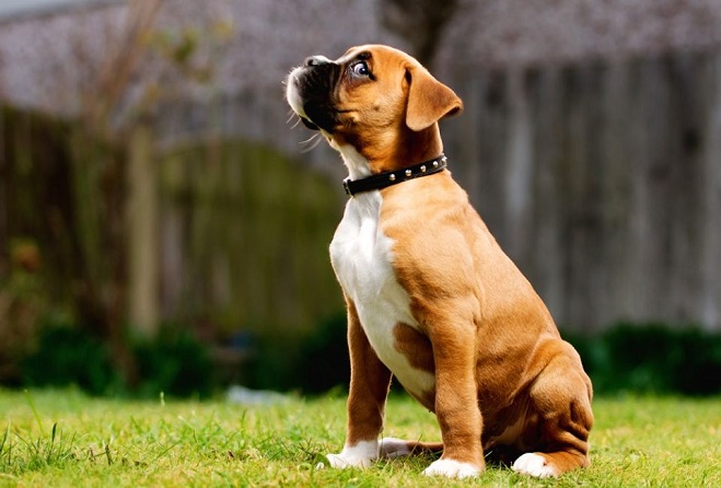 boxer puppy staring