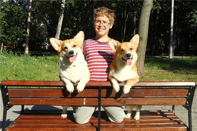 boy cute corgis funny
