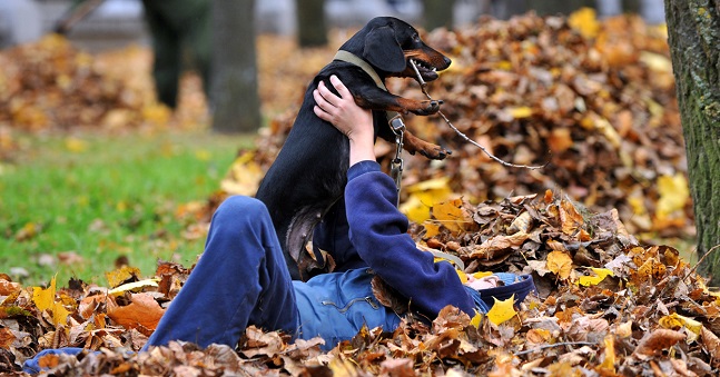 boy play with dachshund leaves