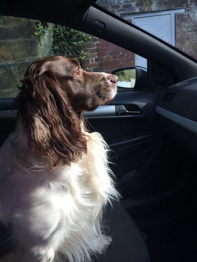 12 Realities That New Springer Spaniel Owners Must Accept 5 car ride dog pics springer spaniel