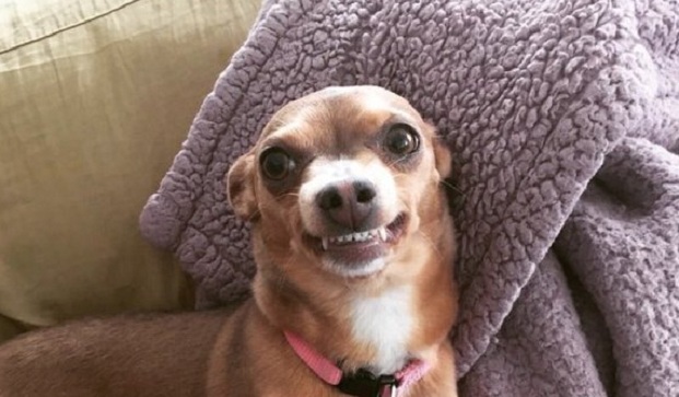 12 Realities That New Chihuahua Owners Must Accept 5
