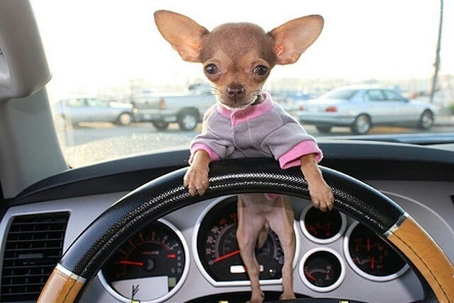 chihuahua riding car