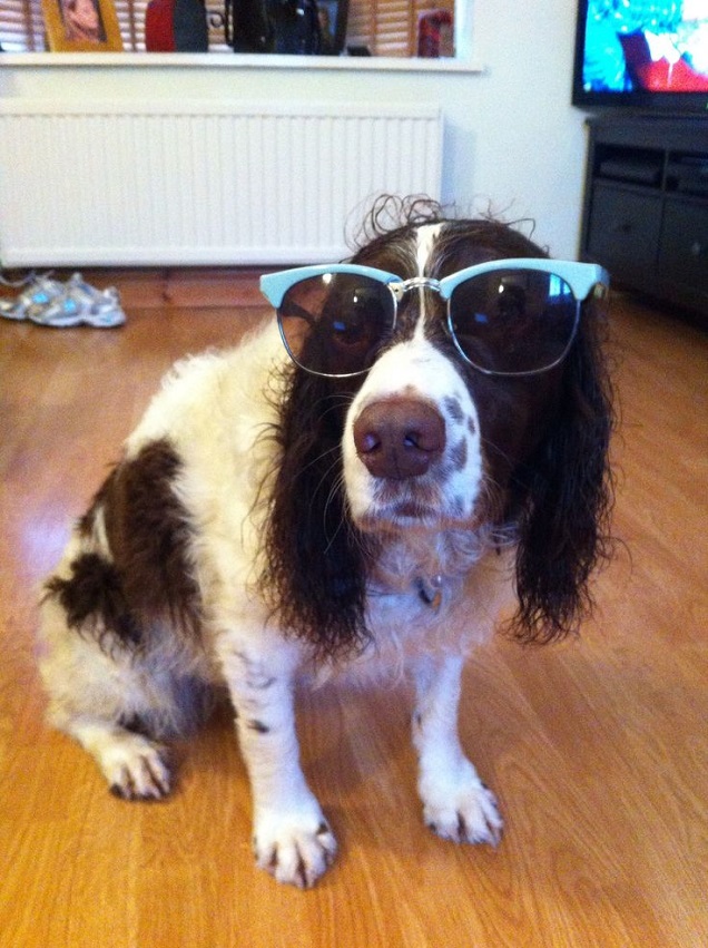 16 Reasons Springer Spaniels Are The Worst Indoor Dog Breeds Of All Time 13 cool glasses springer spaniel