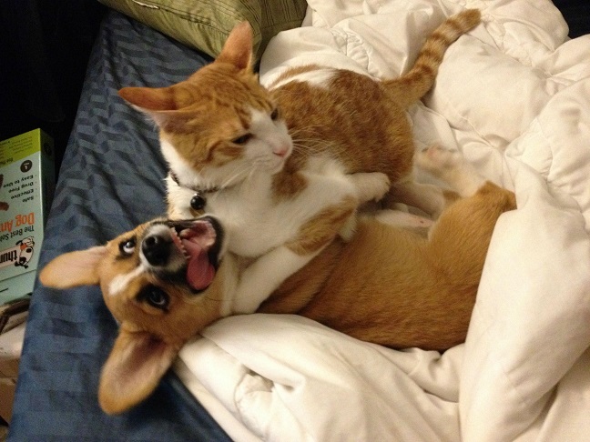 corgi cat amazing pics playing