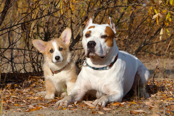 corgi pit bull photo park