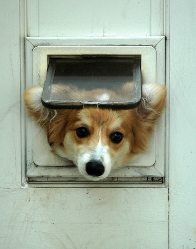 corgi waiting door photo