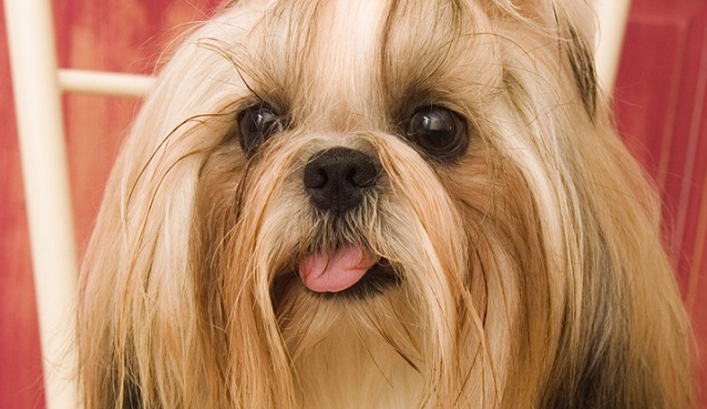12 Realities That New Shih Tzu Owners Must Accept 4