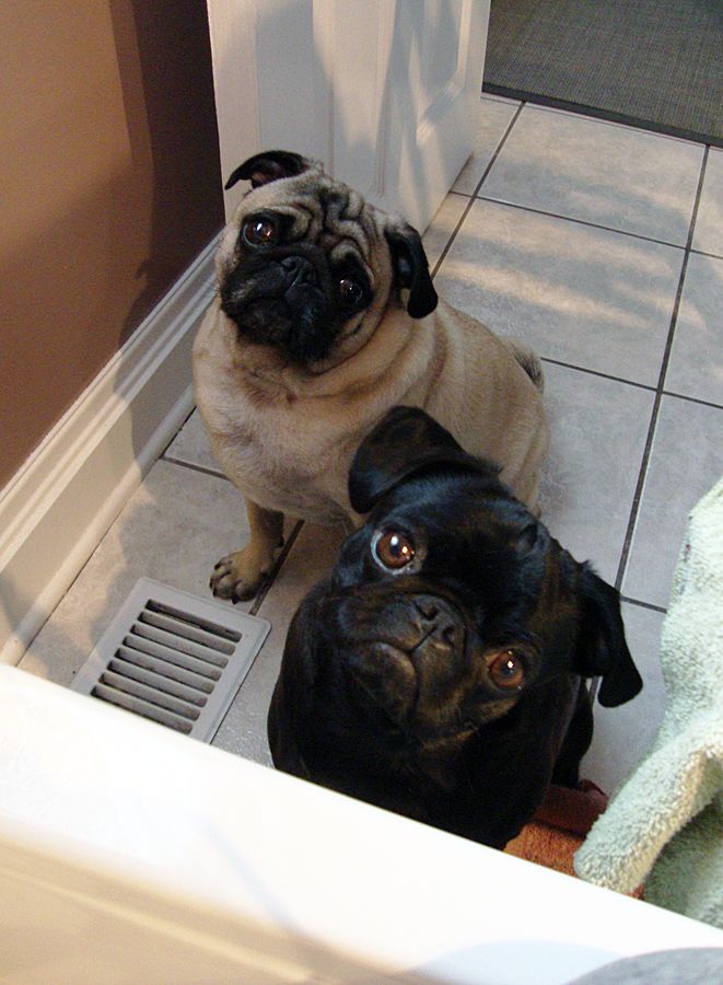 The 12 Most Pug Things That Have Ever Happened In The History Of Pugs 8 curious pugs faces bathtube