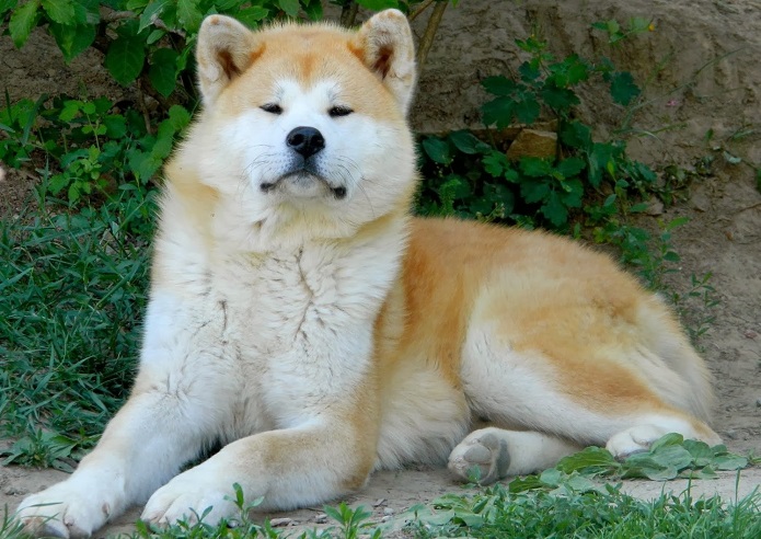 cute akita inu dog lying
