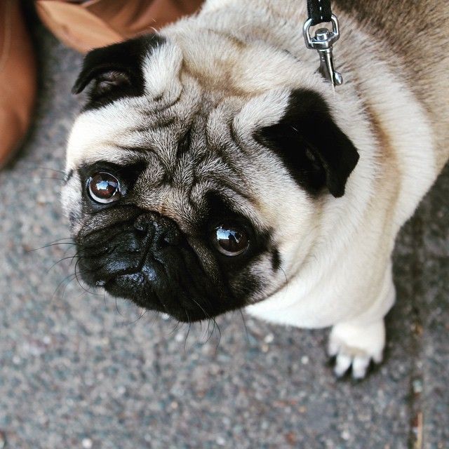 The 12 Most Pug Things That Have Ever Happened In The History Of Pugs 11 cute amazing pug face