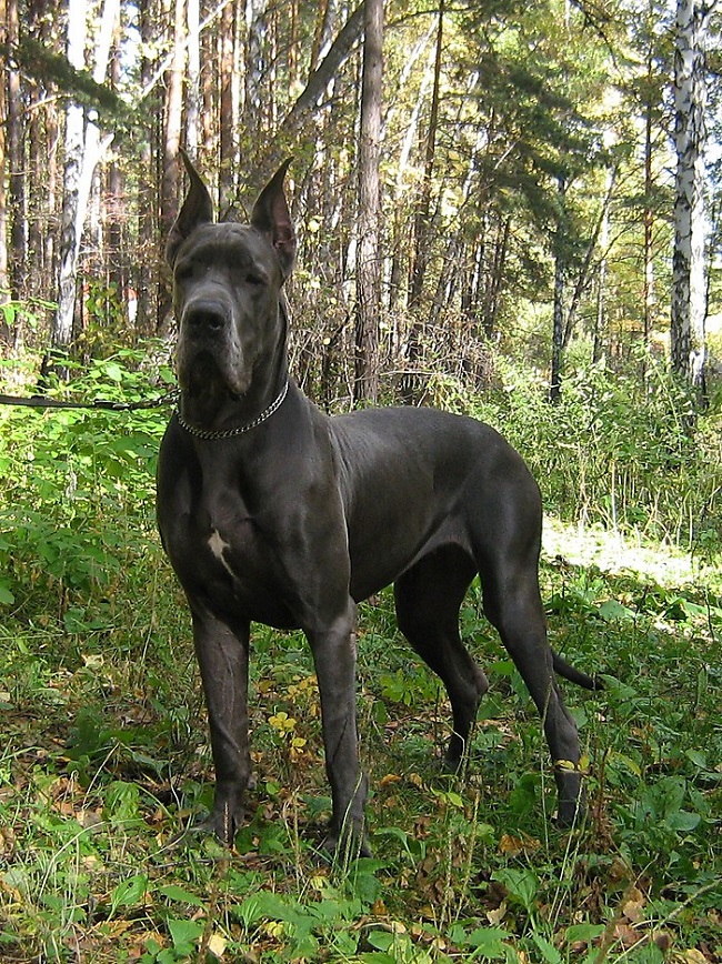 cute big great dane forest walking
