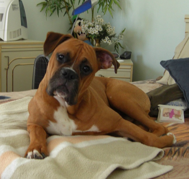 12 Realities That New Boxer Owners Must Accept 3 cute boxer dog photo