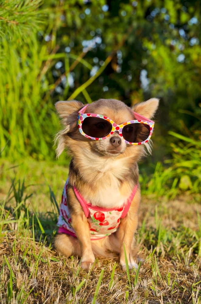 cute chihuahua park sunglasses