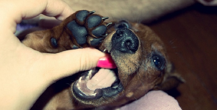 cute dachshund biting pup woman finger