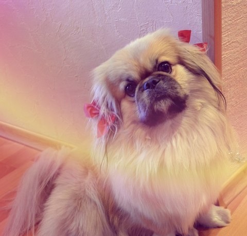 cute dog pekingese photo pup