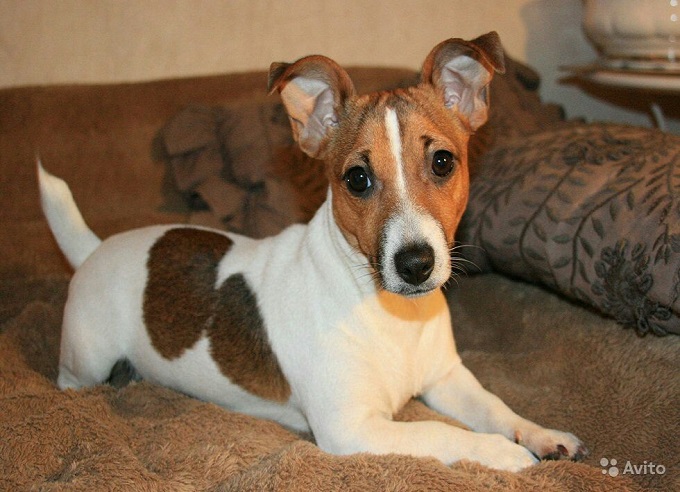 cute eyes dog pup jack russell