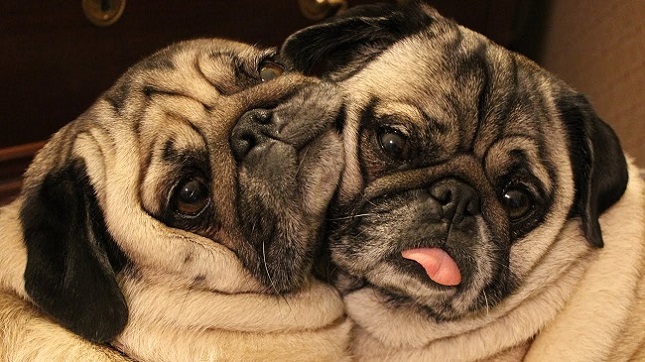16 Ways Having A Pug Ruins You For Life 70 16 Ways Having A Pug Ruins You For Life 8