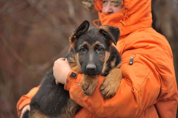 cute german shepherd awesome