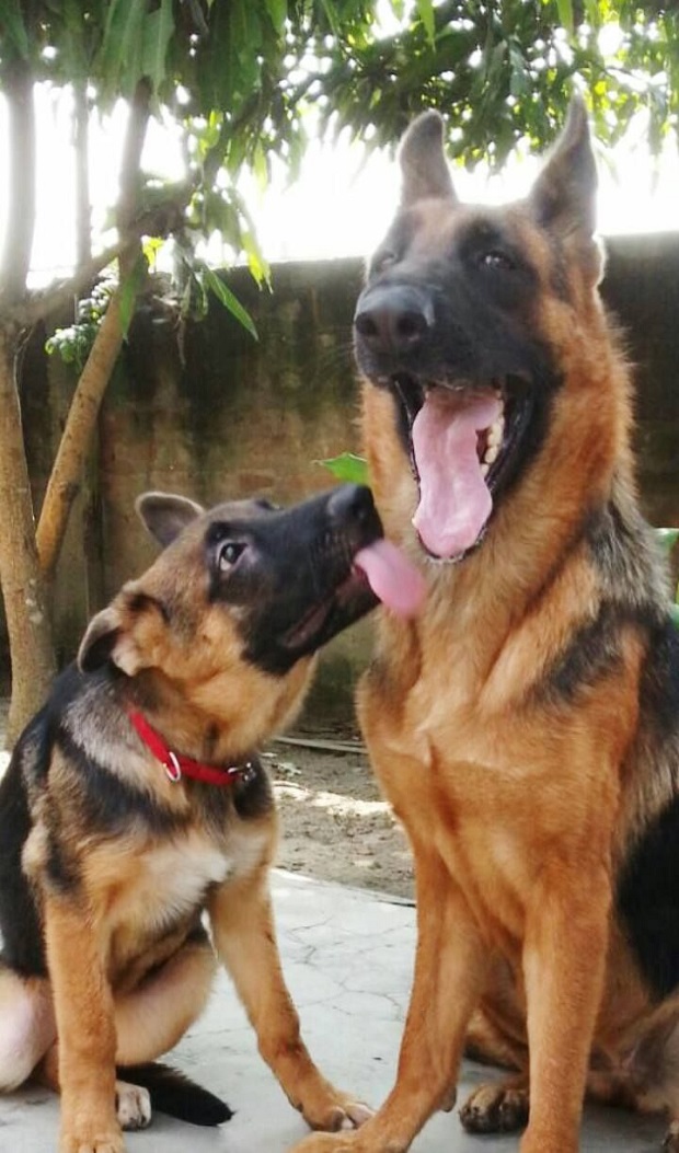 5 Reasons Why German Shepherd is a Good Family Dog