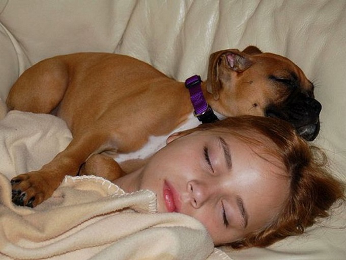 cute girl sleep boxer dog puppy