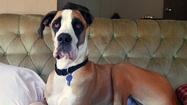 12 Horrifying Things You Didn't (Want to) Know About Great Danes 10