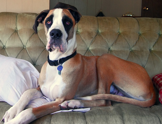 cute great dane pics sofa lying