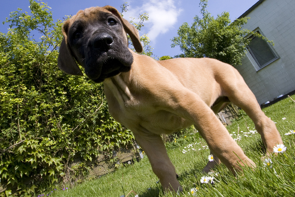 cute great dane puppy pics amazing