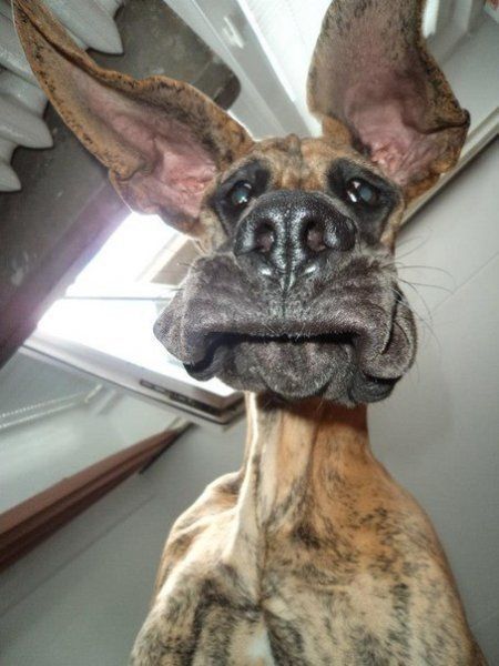 14 Reasons Great Danes Are The Worst Indoor Dog Breeds Of All Time 4 cute great dane