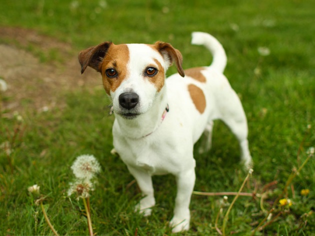 cute jack russell amazing dog