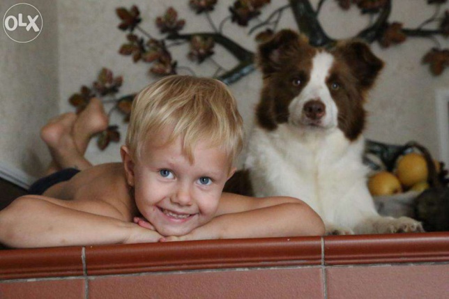 cute kid border collie friends