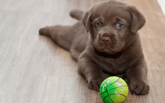 16 Reasons Labradors Are The Worst Indoor Dog Breeds Of All Time 13 cute labrador puppy ball amazing