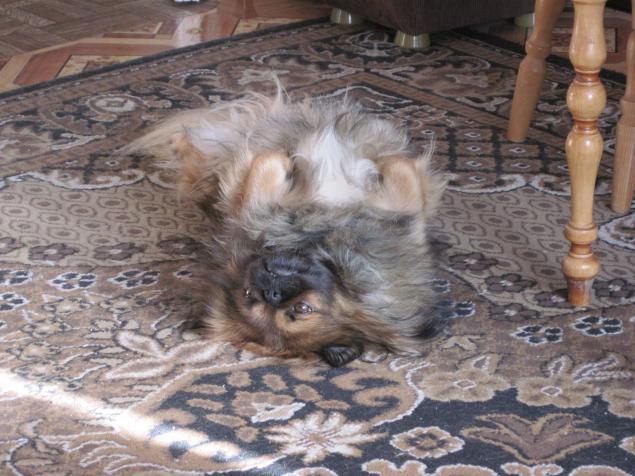 cute pekingese lying on back