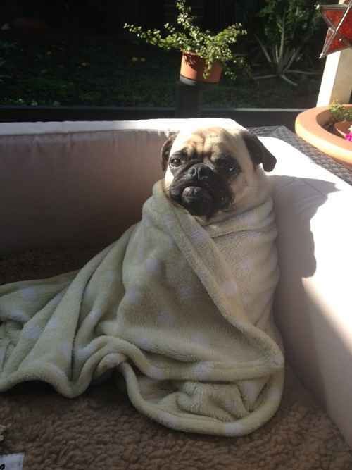 The 12 Most Pug Things That Have Ever Happened In The History Of Pugs 10 cute pug blanket