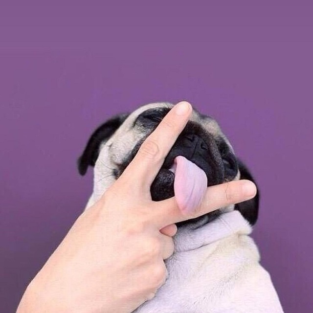 cute pug fingers pics dog